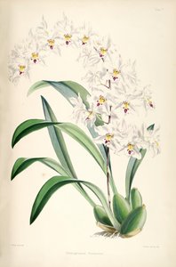 Illustration of Odontoglossum nobile (as syn. Odontoglossum pescatorei)